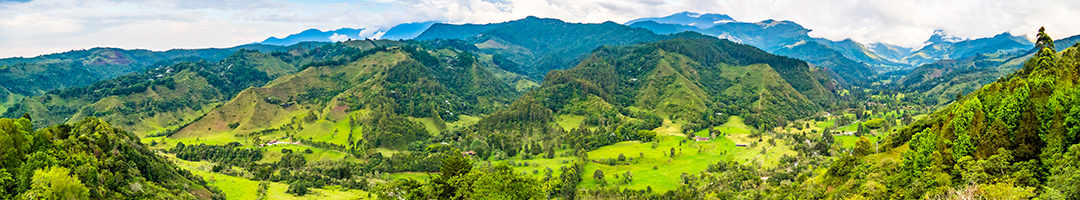 Rainforest’s Nutrient-Rich Oil