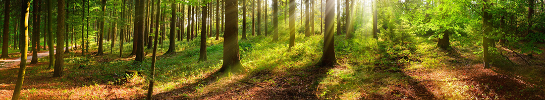 Experience High-Potency Reishi with Guaranteed 150 mg <i>beta</i>-Glucans