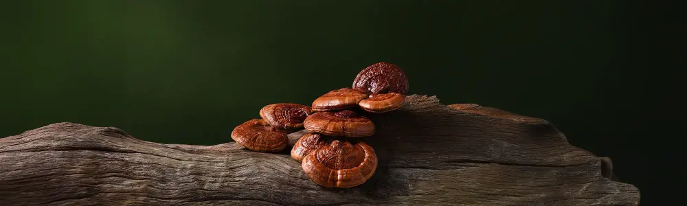 Medicinal Mushrooms: Digging Deeper